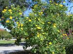 Foto Sonnenblumen, Baum Ringelblume, Wilde Sonnenblumen, Mexikanische Sonnenblume (Tithonia), gelb