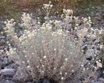 Foto Gartenblumen Perle Ewigkeit (Anaphalis), weiß
