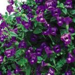 zdjęcie Ogrodowe Kwiaty Thoren (Torenia), purpurowy