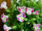 Bilde Klovn Blomst, Wishbone Blomst (Torenia), rosa