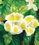 フォト 庭の花 ピエロ花、ウィッシュボーンの花 (Torenia), 黄