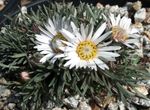 fotografie Záhradné kvety Townsendia, Veľkonočné Sedmokráska , biely
