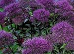 Фото Садовые Цветы Трахелиум (Trachelium), фиолетовый