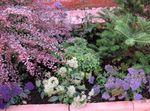 Foto Gartenblumen Throatwort (Trachelium), weiß