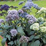 Foto Gartenblumen Throatwort (Trachelium), hellblau