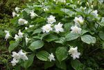 fotografija Vrtno Cvetje Trillium, Wakerobin, Tri Rože, Birthroot , bela