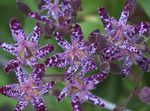 Foto Flores de jardín Lirio De Sapo (Tricyrtis), púrpura