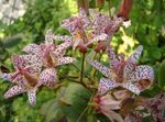 Photo Garden Flowers Toad Lily (Tricyrtis), red