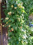 foto I fiori da giardino Occhio Nero Susan (Thunbergia alata), giallo