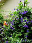 fotografie Zahradní květiny Monokl Susan (Thunbergia alata), modrý