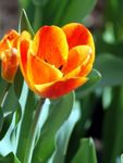 Foto Gartenblumen Tulpe (Tulipa), orange