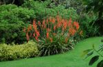 Фото Садовые Цветы Утсония (Watsonia), красный