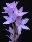 照 园林花卉 Watsonia，喇叭百合 , 紫丁香