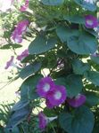 フォト 庭の花 アサガオ、青夜明けの花 (Ipomoea), ピンク