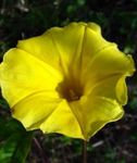 Nuotrauka Sodo Gėlės Morning Glory, Mėlyna Gėlė Aušros (Ipomoea), geltonas