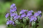 φωτογραφία Λουλούδια κήπου Καλιφόρνιας Bluebell, Δαντελωτές Phacelia, Μπλε Μπούκλες, Κάμπια, Fiddleneck, Αράχνη Λουλούδι, Άγρια ​​ηλιοτρόπιο , γαλάζιο