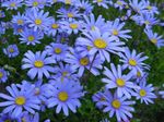 Foto Vrtne Cvjetovi Plava Tratinčica, Plava Marguerite (Felicia amelloides), svijetlo plava