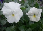 фотографија Баштенске Цветови Виола, Панси (Viola  wittrockiana), бео