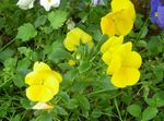 Фото Садовые Цветы Фиалка Витрокка (Анютины глазки) (Viola  wittrockiana), желтый