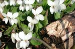 Foto Gartenblumen Gehörnten Stiefmütterchen, Hornveilchen (Viola cornuta), weiß