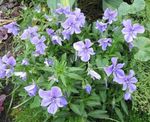 φωτογραφία Λουλούδια κήπου Κέρατα Πανσές, Κέρατα Βιολετί (Viola cornuta), γαλάζιο