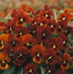Foto Gartenblumen Gehörnten Stiefmütterchen, Hornveilchen (Viola cornuta), rot