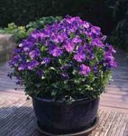 Photo les fleurs du jardin Cornes Pensée, Cornes Violette (Viola cornuta), pourpre
