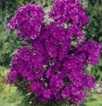 kuva Garden Leimukukka (Phlox paniculata), violetti