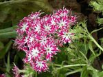სურათი ბაღის ყვავილები წლიური Phlox, Drummond ის Phlox (Phlox drummondii), ვარდისფერი