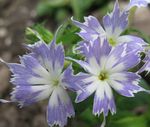 Photo Garden Flowers Annual Phlox, Drummond's Phlox (Phlox drummondii), light blue