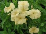 სურათი ბაღის ყვავილები წლიური Phlox, Drummond ის Phlox (Phlox drummondii), ყვითელი