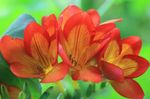 Foto Vrtne Cvjetovi Freesia , narančasta