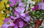 Photo Garden Flowers Freesia , lilac