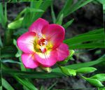 Фото Садові Квіти Фрезія (Freesia), рожевий