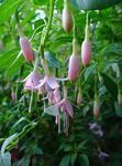 φωτογραφία Λουλούδια κήπου Φούξια Αγιόκλημα (Fuchsia), ροζ