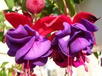foto Flores do Jardim Fúcsia Madressilva (Fuchsia), roxo