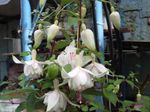 φωτογραφία Λουλούδια κήπου Φούξια Αγιόκλημα (Fuchsia), λευκό