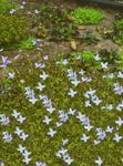 fénykép Kerti Virágok Alpesi Bluets, Hegyi Bluets, Kvéker Hölgyek (Houstonia), világoskék