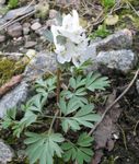 fotografie Záhradné kvety Chochlačkovec (Corydalis), biely