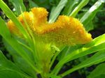 Photo les fleurs du jardin Crête De Coq, Plante Panache, L'amarante À Plumes (Celosia), jaune