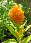 fotografie Záhradné kvety Cockscomb, Chochol Závod, Pernatej Amarant (Celosia), oranžový