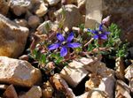 fotografie Záhradné kvety Cyananthus , modrá