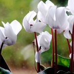 fotografie Záhradné kvety Zasiať Chleba Hardy Cyklámen (Cyclamen), biely