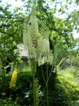 снимка Градински цветове Bugbane, Приказни Свещи (Cimicifuga, Actaea), бял