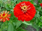 სურათი ბაღის ყვავილები Zinnia , წითელი