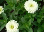 fotografie Zahradní květiny Cínie (Zinnia), bílá