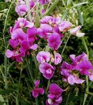 fotografie Zahradní květiny Sladký Hrášek, Věčný Hrášek (Lathyrus latifolius), růžový