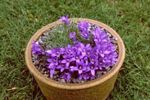Foto Flores de jardín Campanilla Enano Plateado (Edraianthus), púrpura