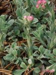 снимка Градински цветове Antennaria, Самобайка (Antennaria dioica), розов