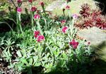 fotografie Zahradní květiny Antennaria, Kočky Noha (Antennaria dioica), vinný